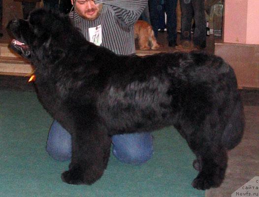 Фото: ньюфаундленд Dodger ot Sibirskogo Medvedja (Доджер от Сибирского Медведя)
