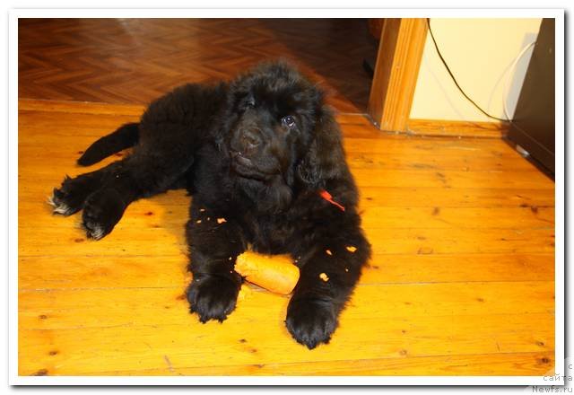 Фотография № 90021