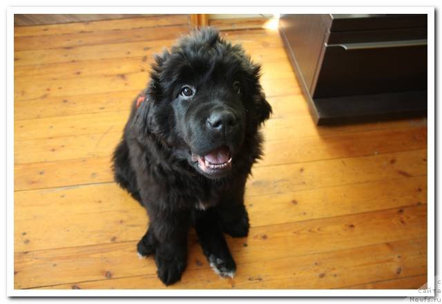 Фотография № 90022