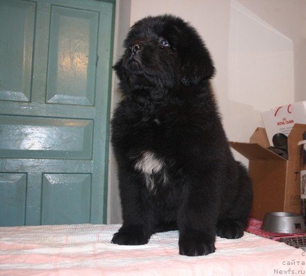 Фото: щенки, ньюфаундленд Jguchiy Bryunet s Berega Dona (Жгучий Брюнет с Берега Дона), ньюфаундленд Vladlena (Владлена), 2010