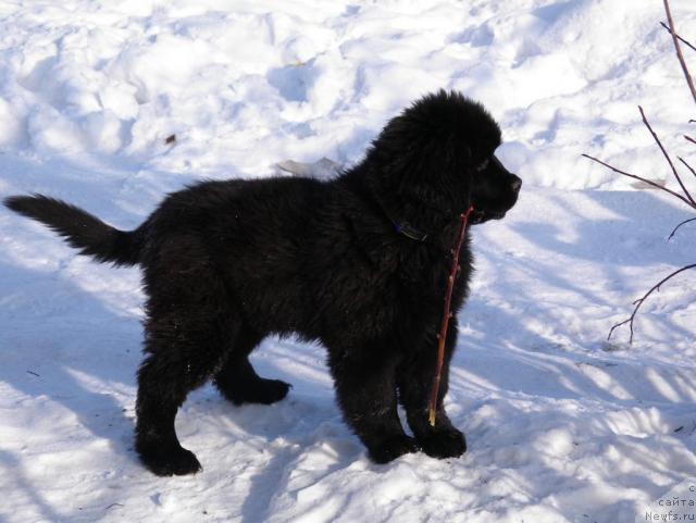 Фото: ньюфаундленд Dans Memori F'yudjan Rif (Данс Мемори Фьюджан Риф)