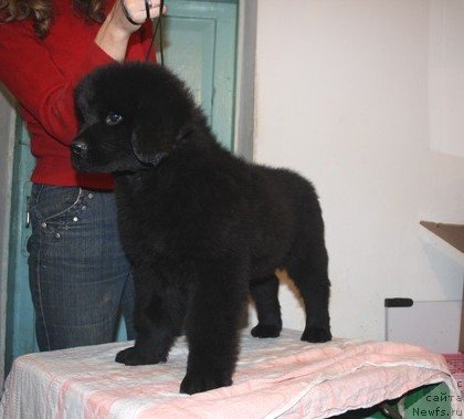 Фото: щенки, ньюфаундленд Jguchiy Bryunet s Berega Dona (Жгучий Брюнет с Берега Дона), ньюфаундленд Vladlena (Владлена), 2010