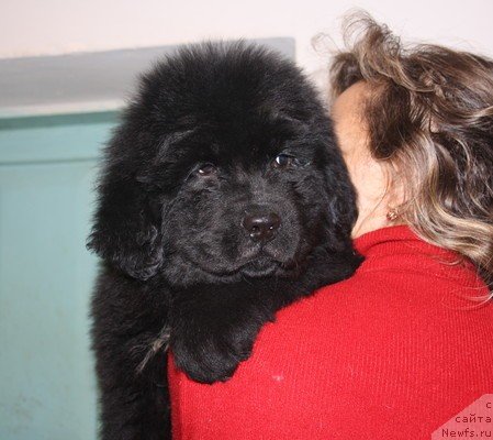Фото: щенки, ньюфаундленд Jguchiy Bryunet s Berega Dona (Жгучий Брюнет с Берега Дона), ньюфаундленд Vladlena (Владлена), 2010