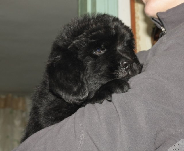 Фото: щенки, ньюфаундленд Knyaz Dodon s Berega Dona (Князь Додон с Берега Дона), ньюфаундленд Vladlena (Владлена), 2011