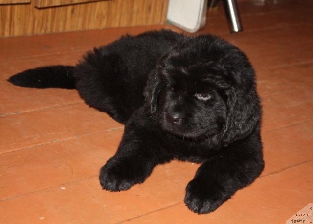 Фото: щенки, ньюфаундленд Knyaz Dodon s Berega Dona (Князь Додон с Берега Дона), ньюфаундленд Vladlena (Владлена), 2011