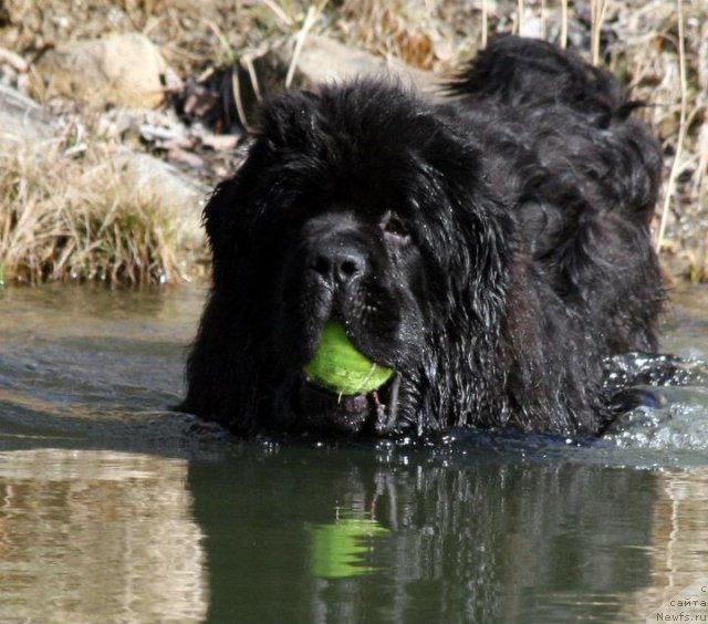 Фото: ньюфаундленд Sent Djons Hero for Kloofbear (Сент Джонс Херо фор Клуфбеар)