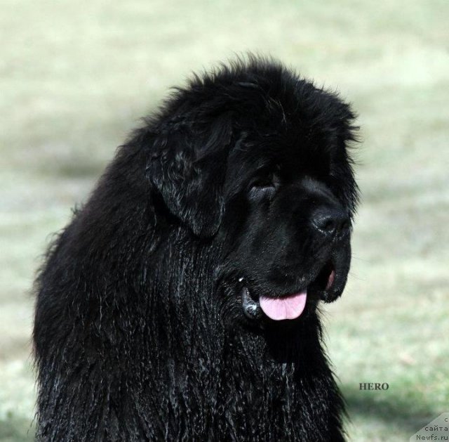 Фото: ньюфаундленд Sent Djons Hero for Kloofbear (Сент Джонс Херо фор Клуфбеар)