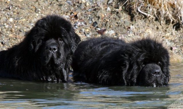 Фото: ньюфаундленд Sent Djons Hero for Kloofbear (Сент Джонс Херо фор Клуфбеар), и его дядя Эдисон
