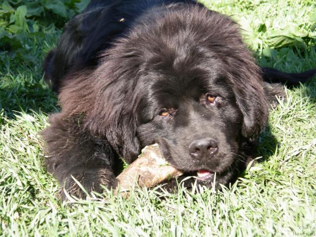 Фото: ньюфаундленд Dans Memori F'yudjan Rif (Данс Мемори Фьюджан Риф)