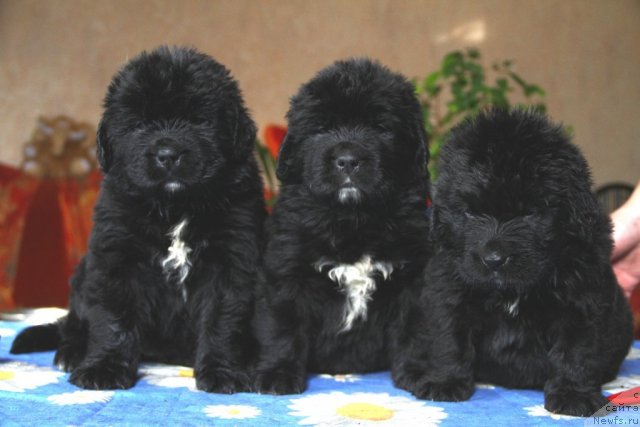 Фотография № 90067