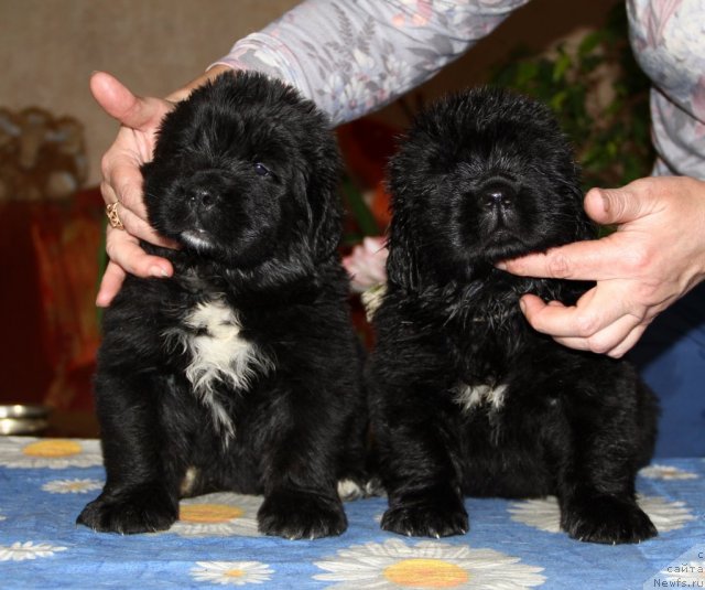 Фотография № 90069