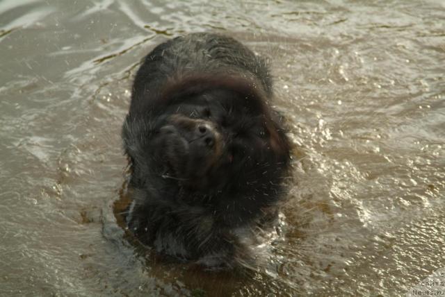 Фото: ньюфаундленд Dans Memori F'yudjan Rif (Данс Мемори Фьюджан Риф)