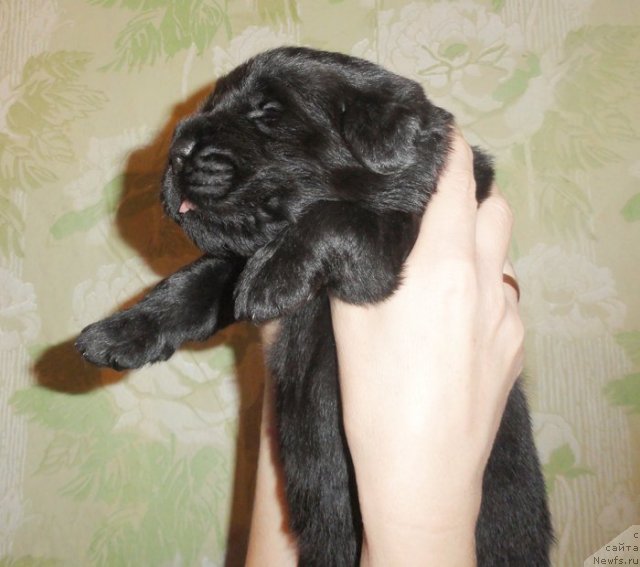 Фото: ньюфаундленд Beguschaya po Volnam Vsya Takaya Rastakaya (Бегущая по Волнам Вся Такая Растакая), девочка желтая лента