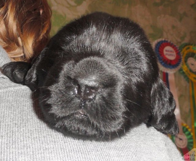 Фото: ньюфаундленд Beguschaya po Volnam Vsya Takaya Rastakaya (Бегущая по Волнам Вся Такая Растакая), девочка желтая лента