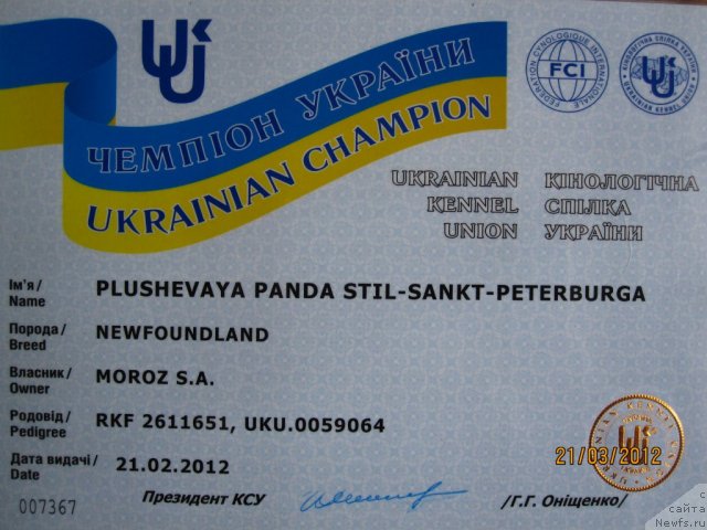 Фото: ньюфаундленд Plyushevaya Panda Stil'-Sankt-Peterburga (Плюшевая Панда Стиль-Санкт-Петербурга)