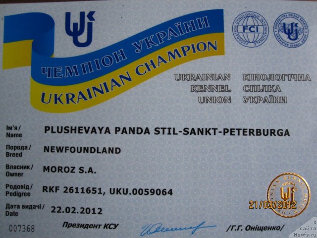 Фото: ньюфаундленд Plyushevaya Panda Stil'-Sankt-Peterburga (Плюшевая Панда Стиль-Санкт-Петербурга)