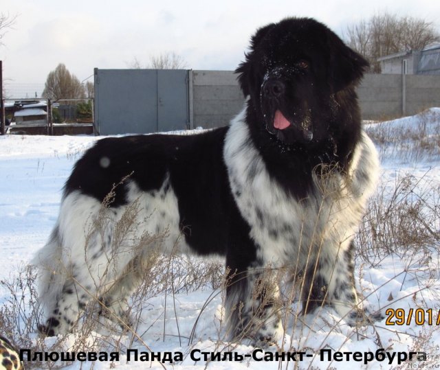 Фото: ньюфаундленд Plyushevaya Panda Stil'-Sankt-Peterburga (Плюшевая Панда Стиль-Санкт-Петербурга)