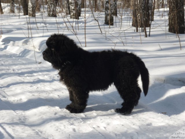 Фото: [p2299]Роялти Творение Автора из Тихого Омута