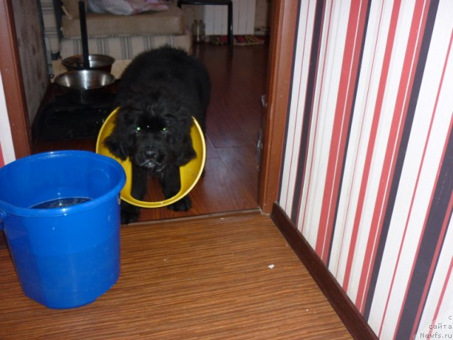 Фото: Роялти Творение Автора из Тихого Омута