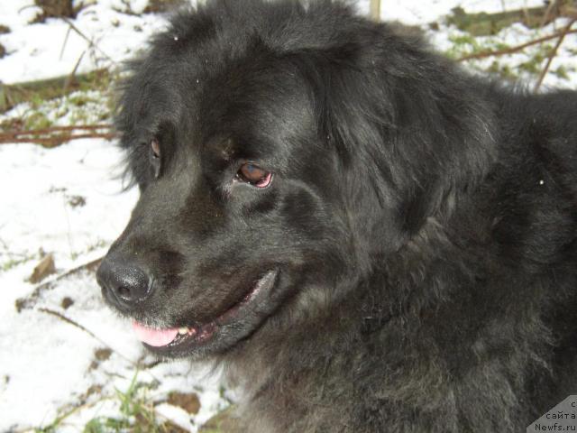 Фото: ньюфаундленд Lesli Golden (Лесли Голден)