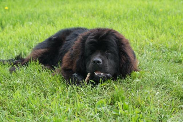 Фото: ньюфаундленд Dans Memori F'yudjan Rif (Данс Мемори Фьюджан Риф)