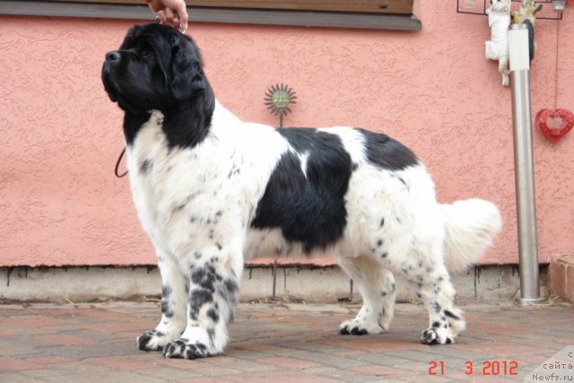 Фото: ньюфаундленд Akvian Song Zero Graviti (Аквиан Сонг Зеро Гравити)