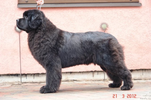 Фото: ньюфаундленд Sent Djons Handsel for Me (Сент Джонс Хендсел фо Ми)