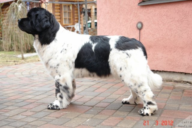 Фото: ньюфаундленд Akvian Song Zero Graviti (Аквиан Сонг Зеро Гравити)