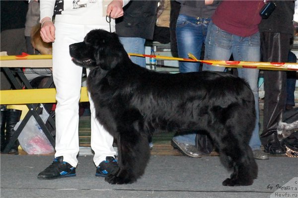 Фото: ньюфаундленд Nefertiti Krasavica Gryadet (Нефертити Красавица Грядет)