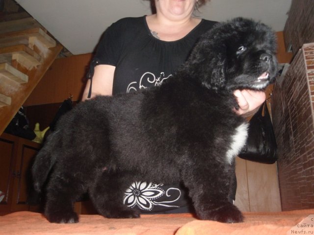 Фото: ньюфаундленд N'yufort Faktoriya Uspeha (Ньюфорт Фактория Успеха)