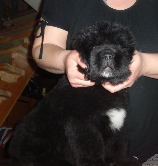 Фото: ньюфаундленд N'yufort Faktoriya Uspeha (Ньюфорт Фактория Успеха)