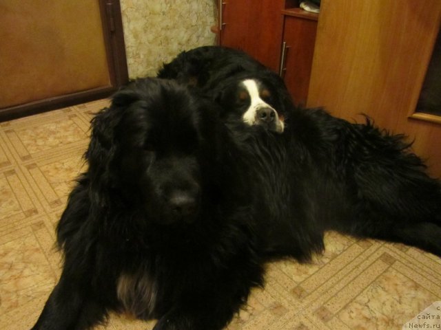 Фото: ньюфаундленд Pitern'yuf Edel'veyss (Питерньюф Едельвейсс)