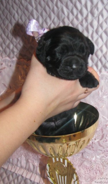 Фото: ньюфаундленд Sultana YEndles-Lov (Султана Эндлес-Лов)