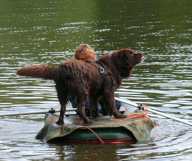 Фото: ньюфаундленд YUdjin s Berega Dona (Юджин с Берега Дона), Liliana Rahmatova (Лилиана Рахматова)