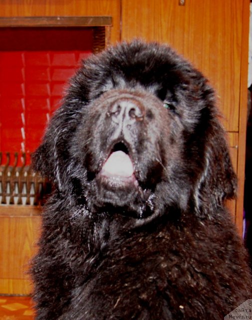 Фото: ньюфаундленд Fann'yuf Tibul Jelannyiy dlya Ih Vyisochestva (Фанньюф Тибул Желанный для Их Высочества)