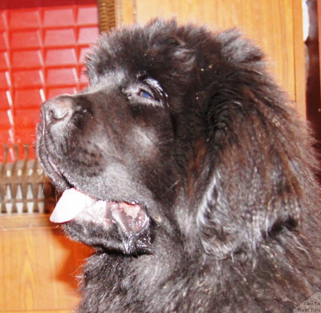 Фото: ньюфаундленд Fann'yuf Tibul Jelannyiy dlya Ih Vyisochestva (Фанньюф Тибул Желанный для Их Высочества)