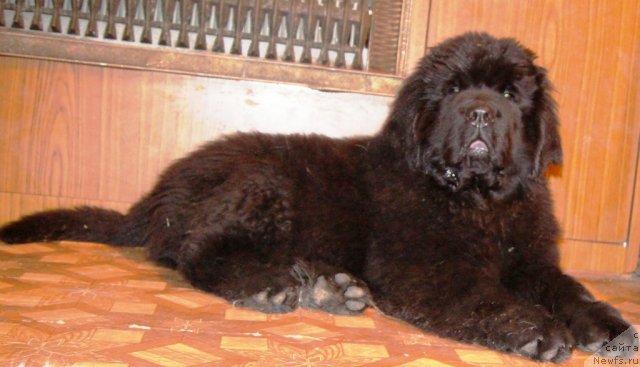 Фото: ньюфаундленд Fann'yuf Tibul Jelannyiy dlya Ih Vyisochestva (Фанньюф Тибул Желанный для Их Высочества)