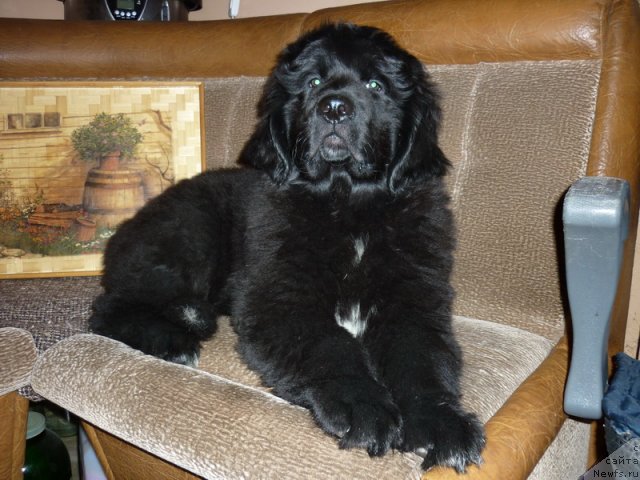 Фото: ньюфаундленд Rokko Pokoritel' Serdec (Рокко Покоритель Сердец)