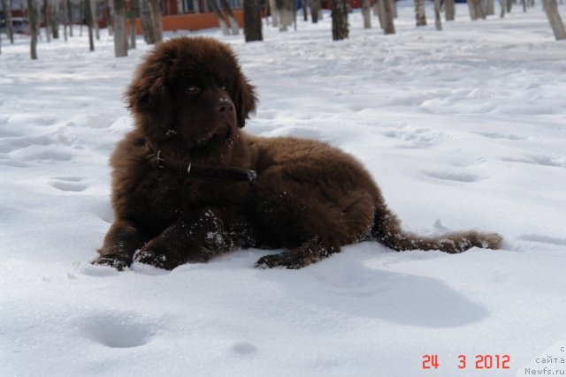 Фото: ньюфаундленд N'yufot Prim Rouz (Ньюфот Прим Роуз)