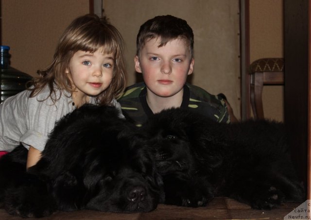 Фото: ньюфаундленд Sent Djons YUna (Сент Джонс Юна), [d10928]и дети
