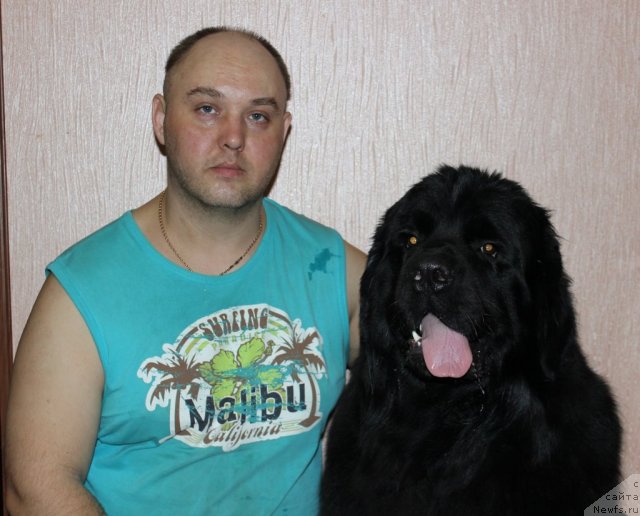 Фото: Andrey Baranovskiy (Андрей Барановский), ньюфаундленд Sent Djons CHelenjer (Сент Джонс Челенжер)