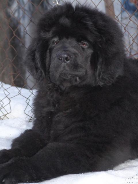 Фото: ньюфаундленд Zholli Wonderfull iz Medvejyego Yara (Жолли Вандерфулл из Медвежьего Яра)