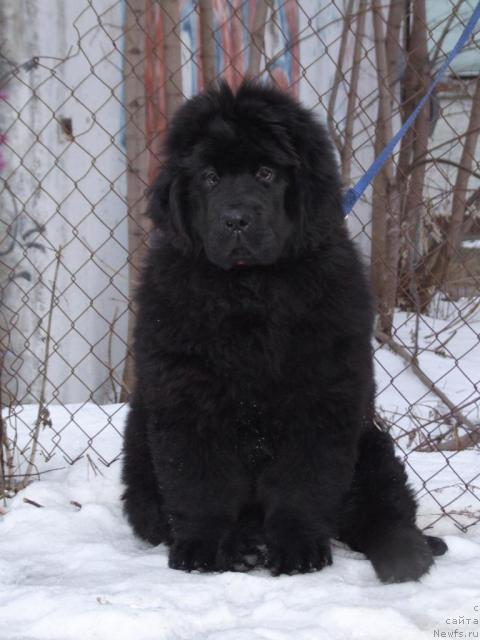 Фото: ньюфаундленд Zholli Wonderfull iz Medvejyego Yara (Жолли Вандерфулл из Медвежьего Яра)