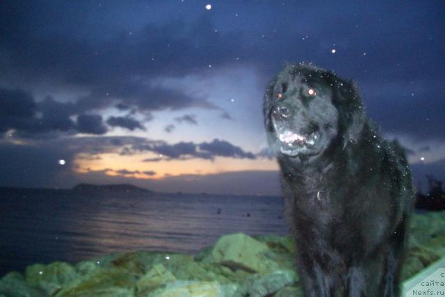 Фото: ньюфаундленд Saymon (Саймон)