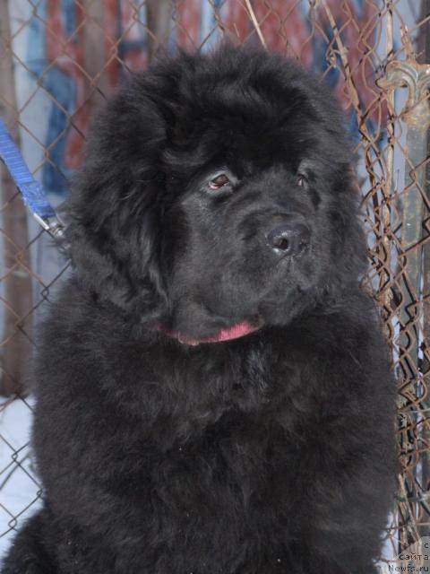 Фото: ньюфаундленд Zholli Wonderfull iz Medvejyego Yara (Жолли Вандерфулл из Медвежьего Яра)