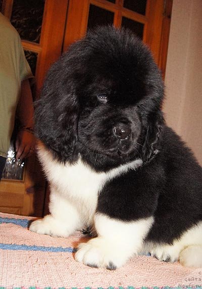 Фото: ньюфаундленд Super Bizon Zima (Супер Бизон Зима)