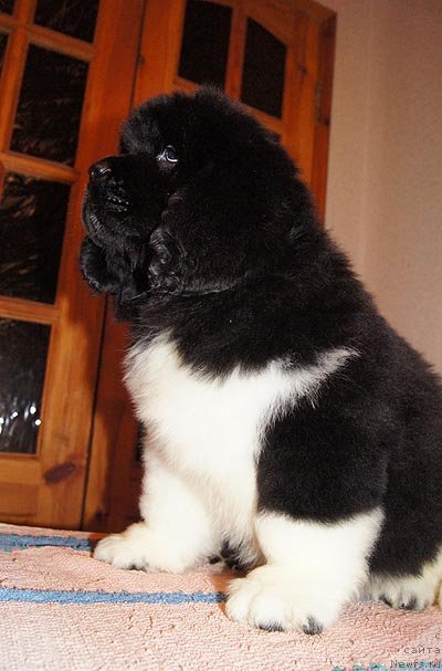 Фото: ньюфаундленд Super Bizon Zima (Супер Бизон Зима)