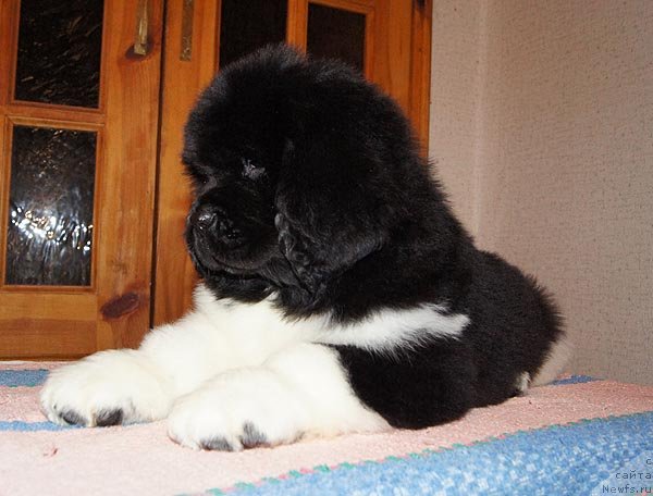 Фото: ньюфаундленд Super Bizon Zima (Супер Бизон Зима)