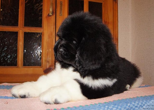 Фото: ньюфаундленд Super Bizon Zima (Супер Бизон Зима)