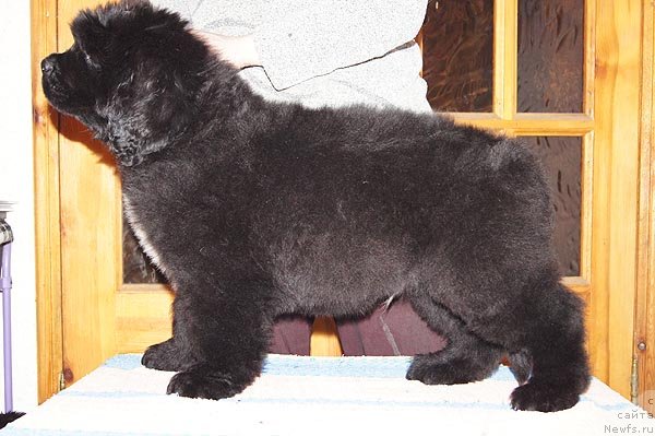 Фото: ньюфаундленд Super Bizon Zakkari (Супер Бизон Заккари)